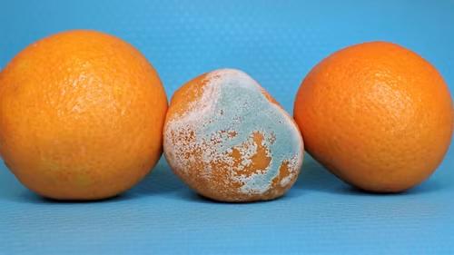 Mouldy orange — mould prevention guide for camping gear | Dwights NZ
