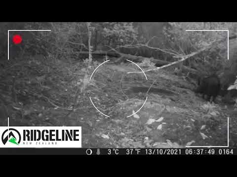 Ridgeline 4K Digital Trail Camera